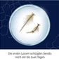 KOSMOS 654160 - Wuselnde Salzkrebse Triops - Erwecke die Urzeit zum Leben - Experimentier-Set für Kinder